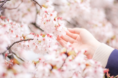 Tradisi Hanami: Merayakan Musim Semi dengan Indahnya Bunga Sakura